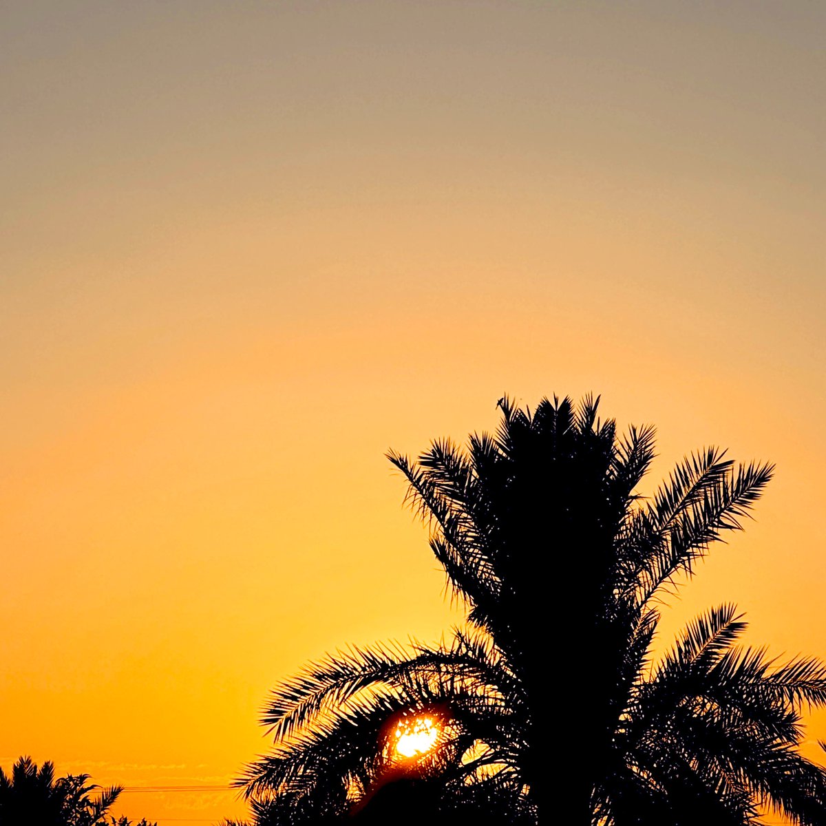 🌴. #المساء .
• #بك_اللهم_أمسينا .
___________________
#مساء_الخير 🌹