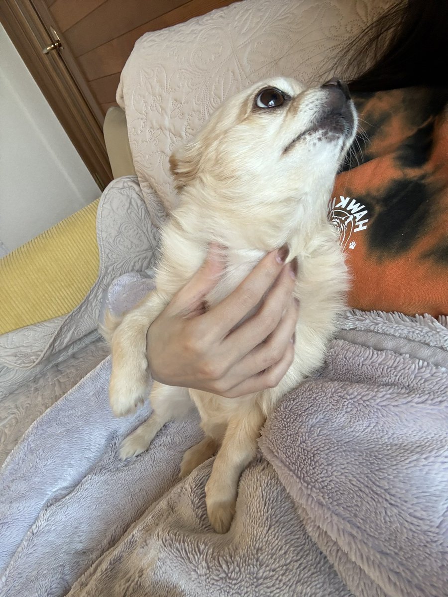 731ten's tweet image. 撫でる手を少しでも止めるとつめられる