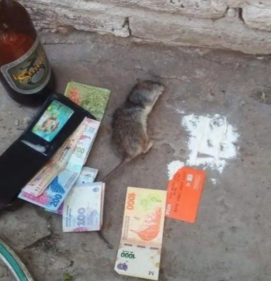 ludmibaggins's tweet image. lo gracioso de que empiece a hacer calor es que de repente salgo de mi casa y mis gatos están tirados abajo de las plantas así