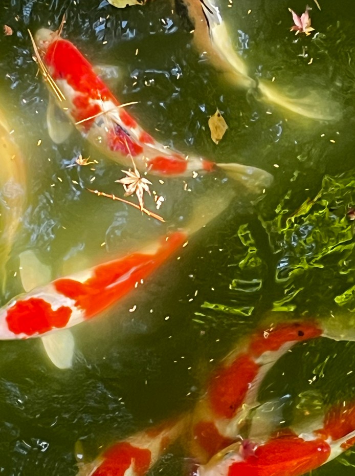 tokyoAutumn:
(a virtual exhibition)

..
unretouchedPhoto