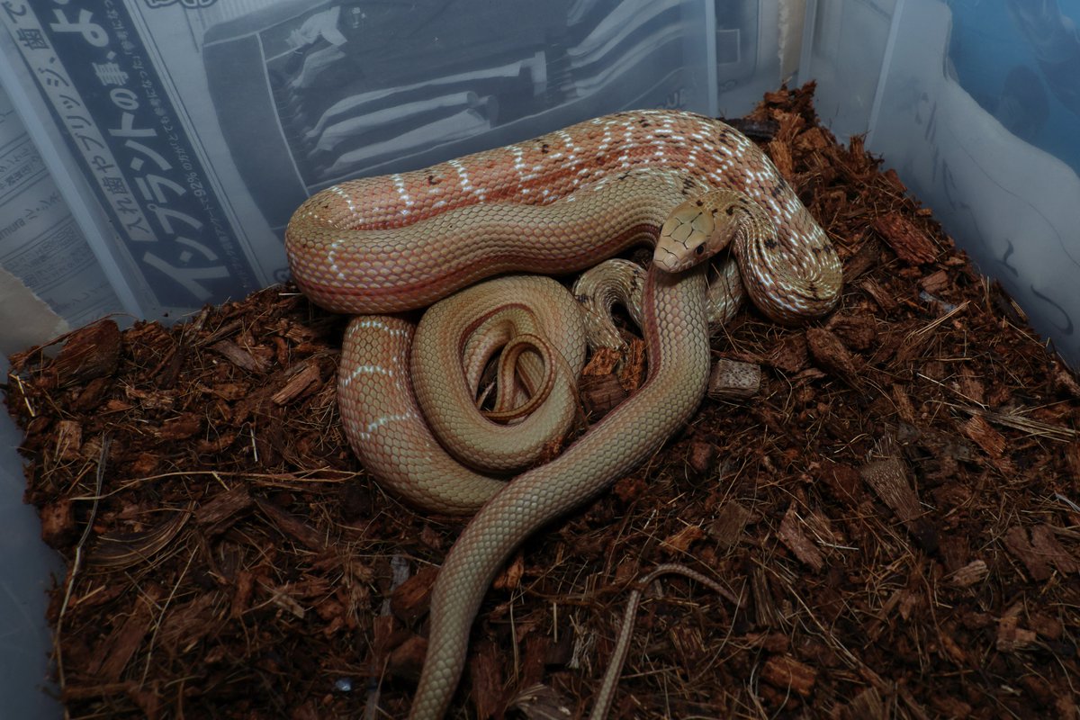 2023_pcmc's tweet image. 