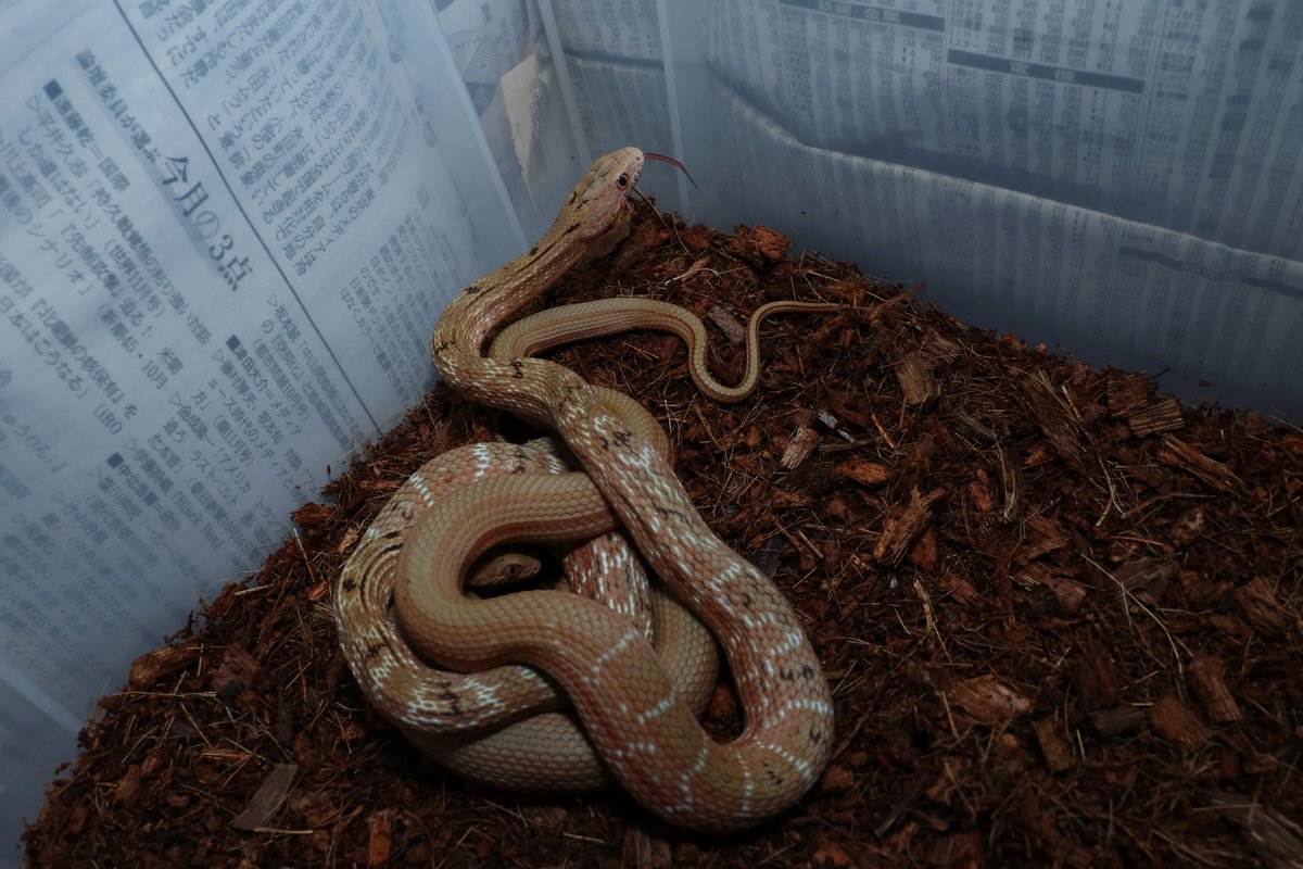 2023_pcmc's tweet image. 