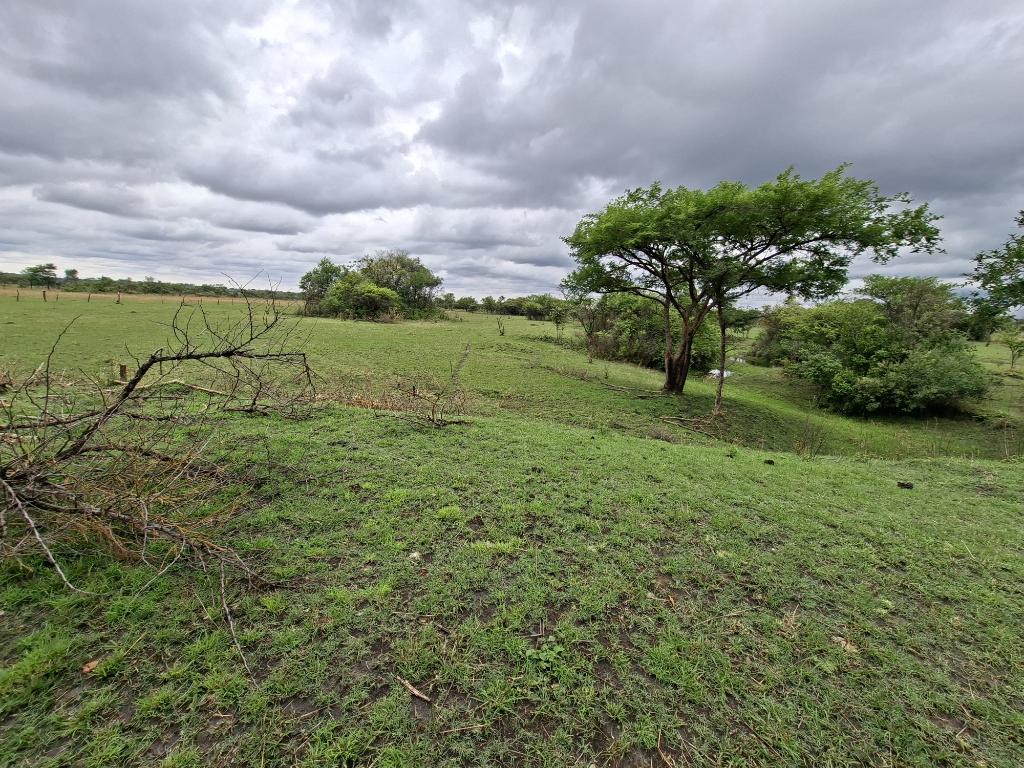 Davis Cattle Company tweet media