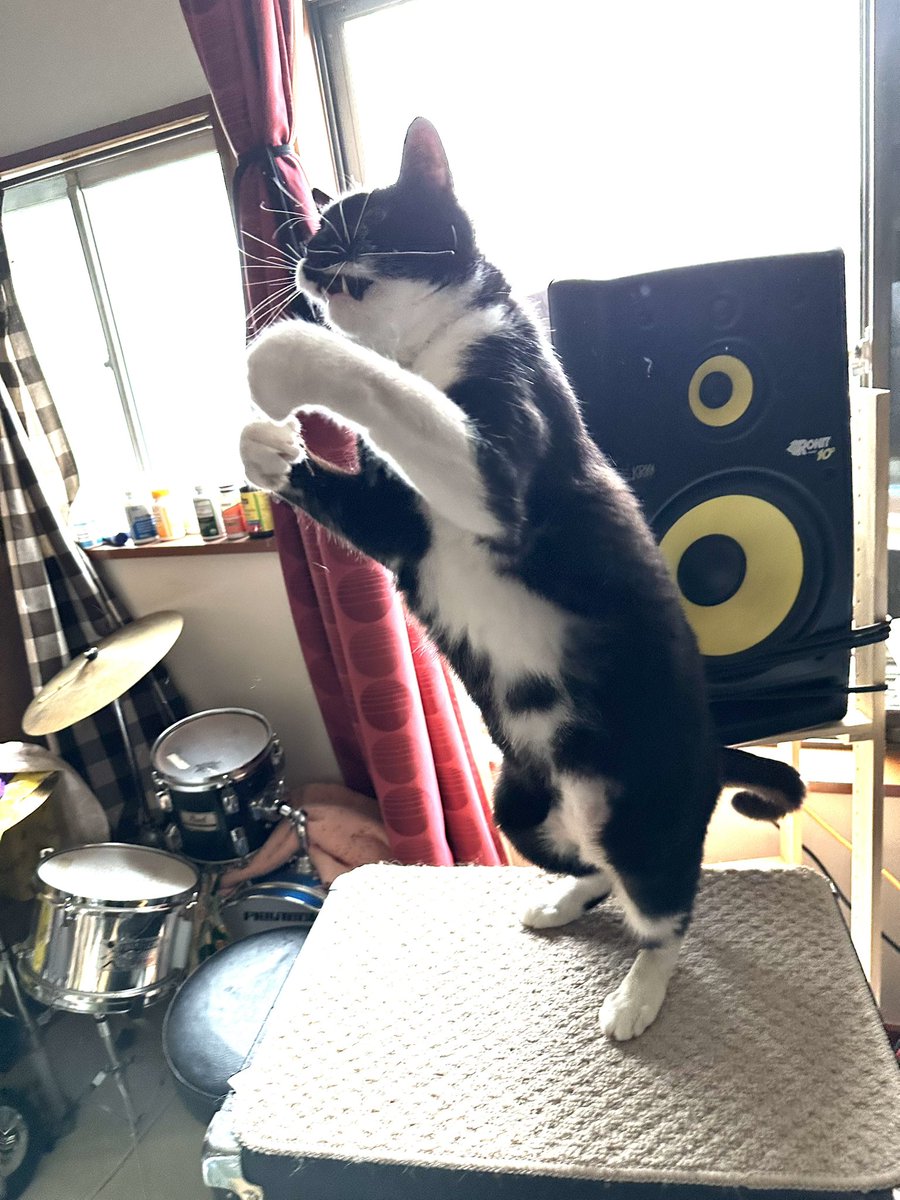 この「Neutralize」という作品を作るきっかけになった出来事
抱いている猫のぬいぐるみのモデルは隣で寝ていたじぶんちの猫です