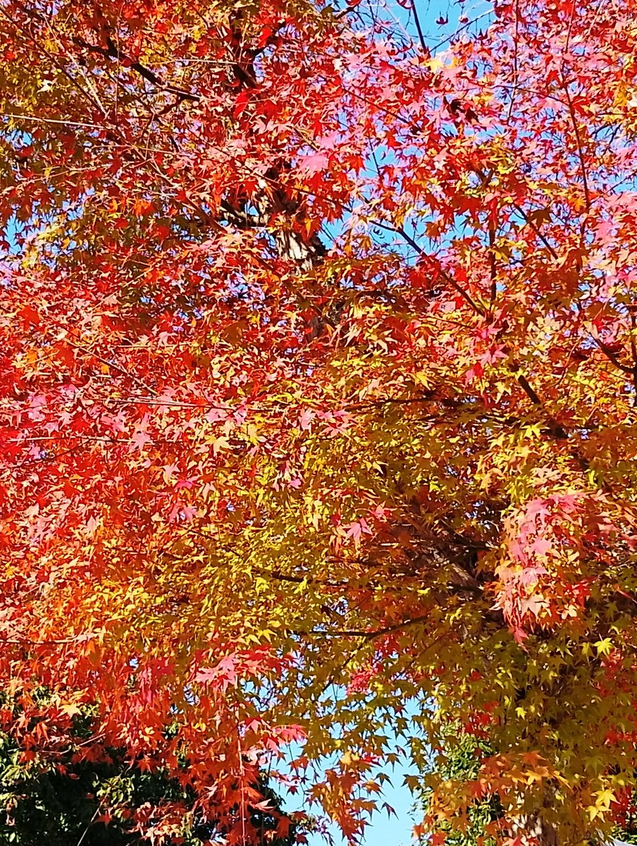 lovetankko's tweet image. こんばんは😊🌠✨

今日もたくさんの優しいポスト📮の繋がり💌ありがとうございます(⁠｡⁠･⁠ω⁠･⁠｡⁠)⁠ﾉ⁠♡

冬でも黄砂飛んでくるんですね🤧🤓😷
中国で雨が少なかったせいらしいです😿

明日はホームセンターに行って お花を買ってきたいです🤗楽しみ💕…