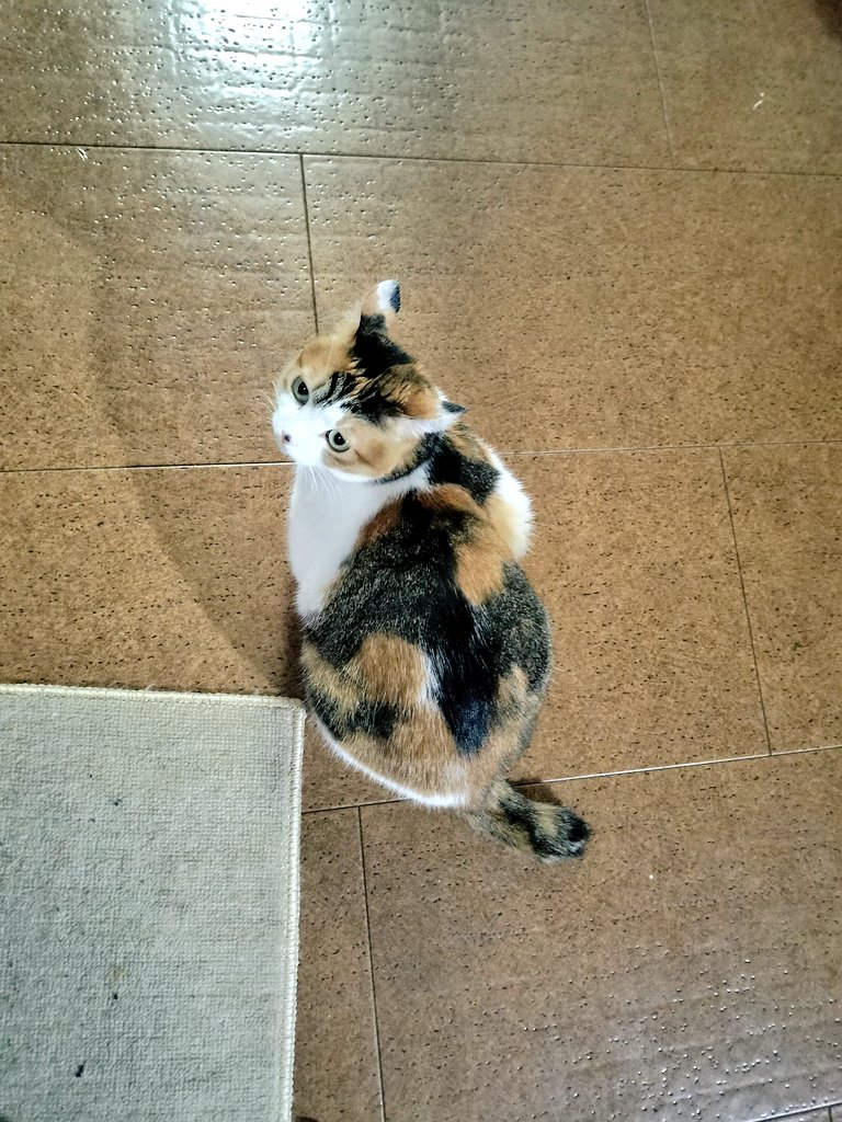 かぼちゃ煮を見守って下さる猫様