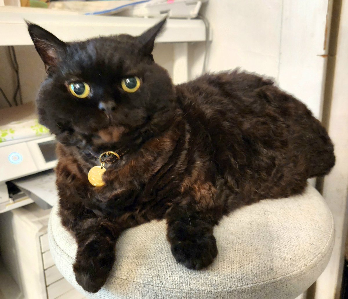 ラムキンのにゃむ+世話係コウ (@garaku1972) / Posts / X