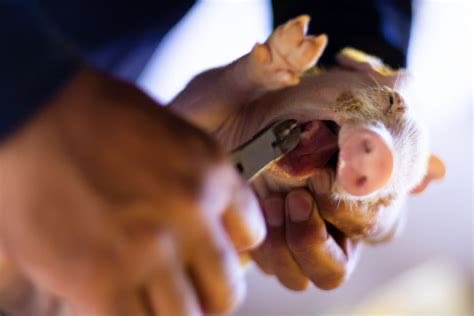 If you refuse to stand up for us defenceless victims of violence, if you refuse to even consider our plight, if instead you’re the cause of our misery, pain &amp; death, then no matter what you tell yourself to the contrary, you are violent, tyrannical oppressors

#OneBillionScreams