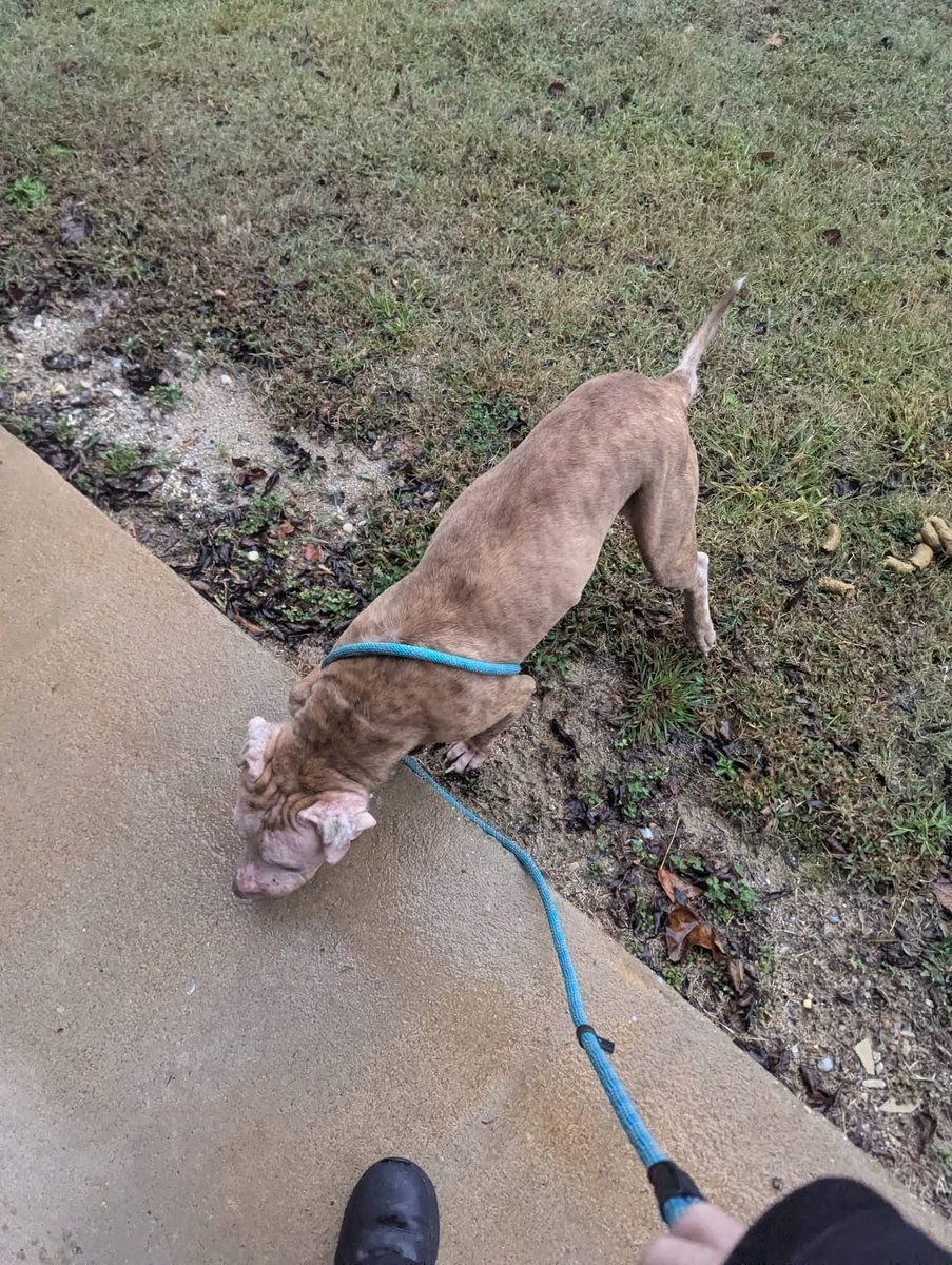 Amber, Belle & Kingston 🐾 tweet media