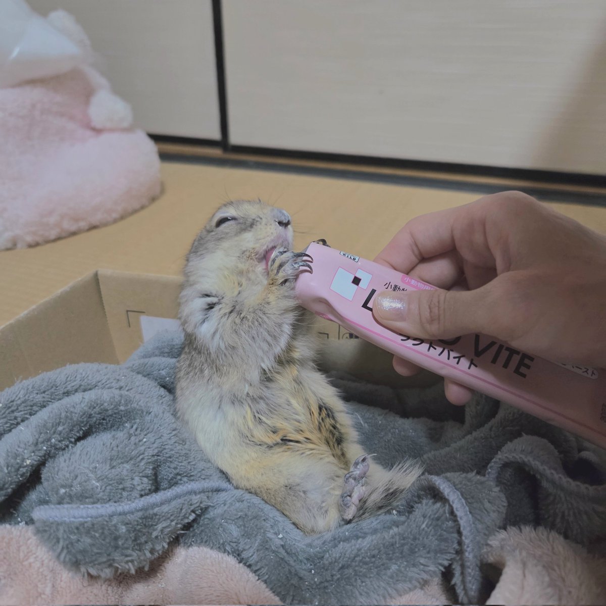 発情期終わったからよく食べる
#リチャードソンジリス