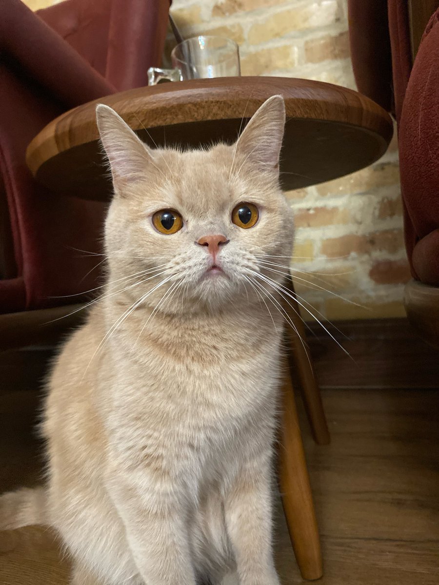 خروس tweet media