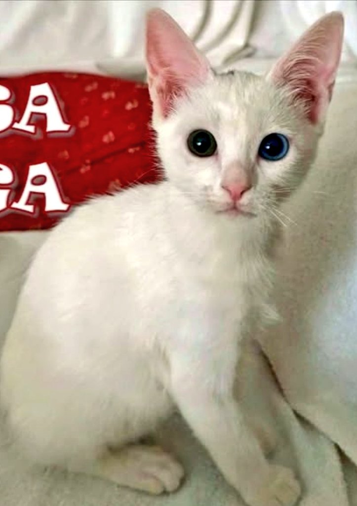 #Madrid  <a href="/NuevaVidaAdop/">NUEVA VIDA ADOPCIONES</a>

Saga no oye bien. No ve bien de un ojito. 
Es dulce como la miel, frágil como un bebé, y blanquita como un copito de nieve.

¿Quién no va a querer adoptarla?

Cto : <a href="/NuevaVidaAdop/">NUEVA VIDA ADOPCIONES</a>