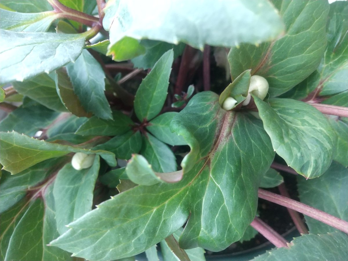 ☘️スペシャルイベント☘️♈️ 733⭐️極上⭐️【オレンジ】クリスマスローズ ☘️スペシャルイベント☘️♈️ 733⭐️極上⭐️【オレンジ