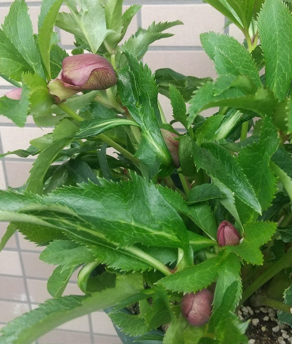 クリスマスローズ