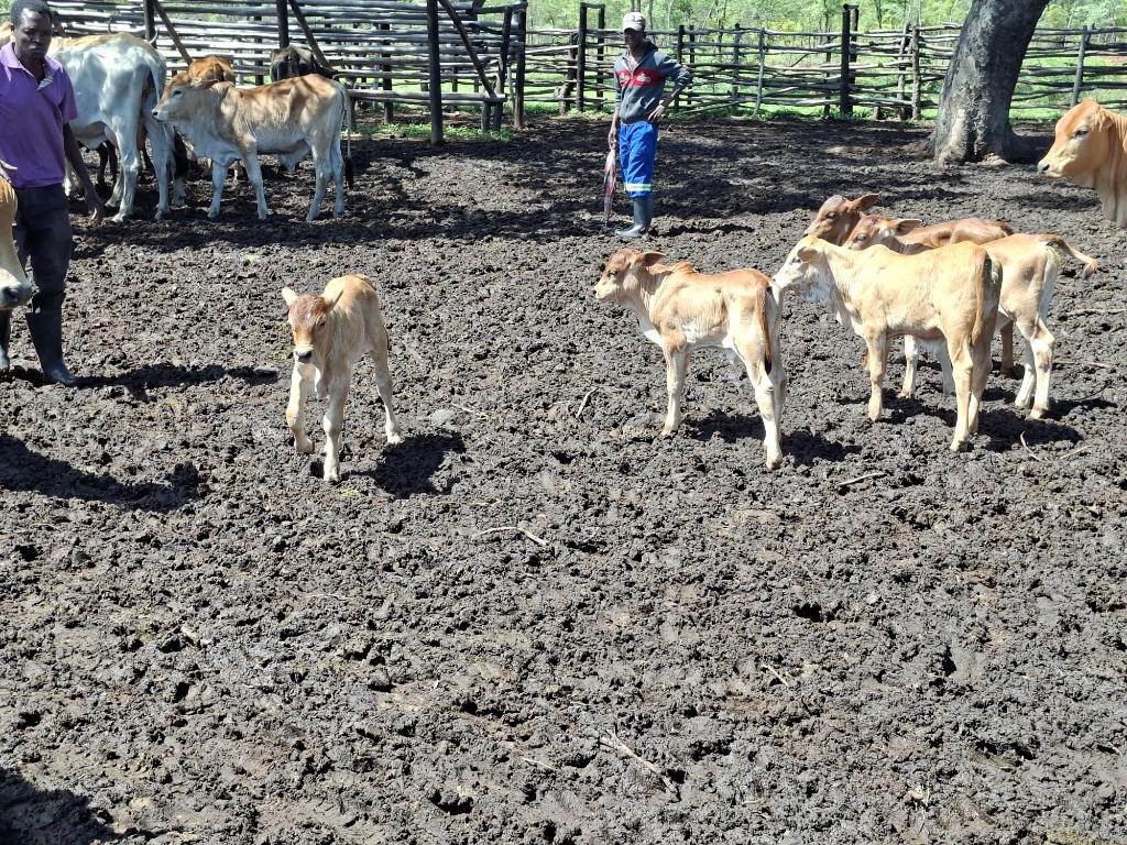 Davis Cattle Company tweet media