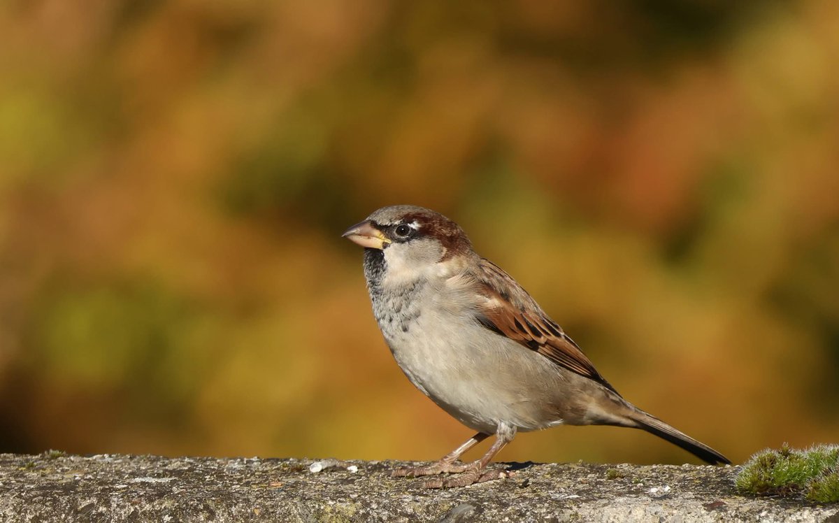 Lill Dunne tweet media