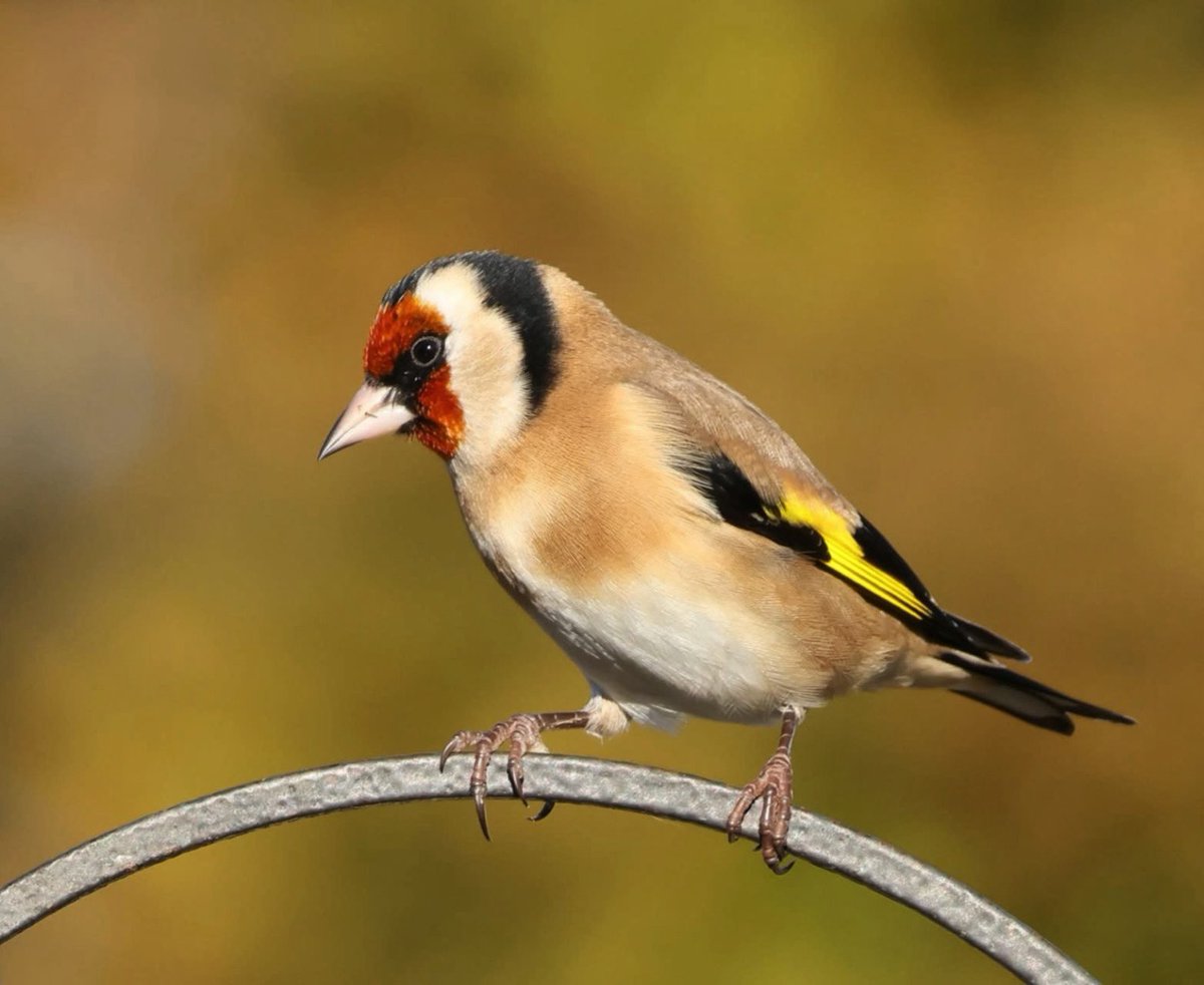 Lill Dunne tweet media