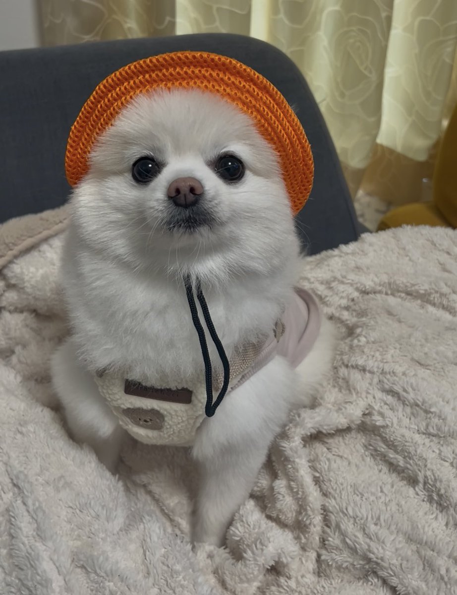 愛犬はボクちゃん ぼく、ポメラニアンのぽんちゃん！ (@boku_ponchan) / Posts / X