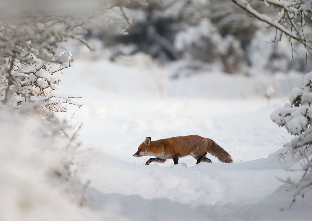 The recent snow has us feeling excited to welcome winter! ❄️ 

Join us for #12DaysWild and you'll receive daily inspiration, free resources, and wintery activities to enjoy between 25 Dec to 5 Jan 🦌👉 buff.ly/wwE10r4

📷: Danny Green/2020VISION