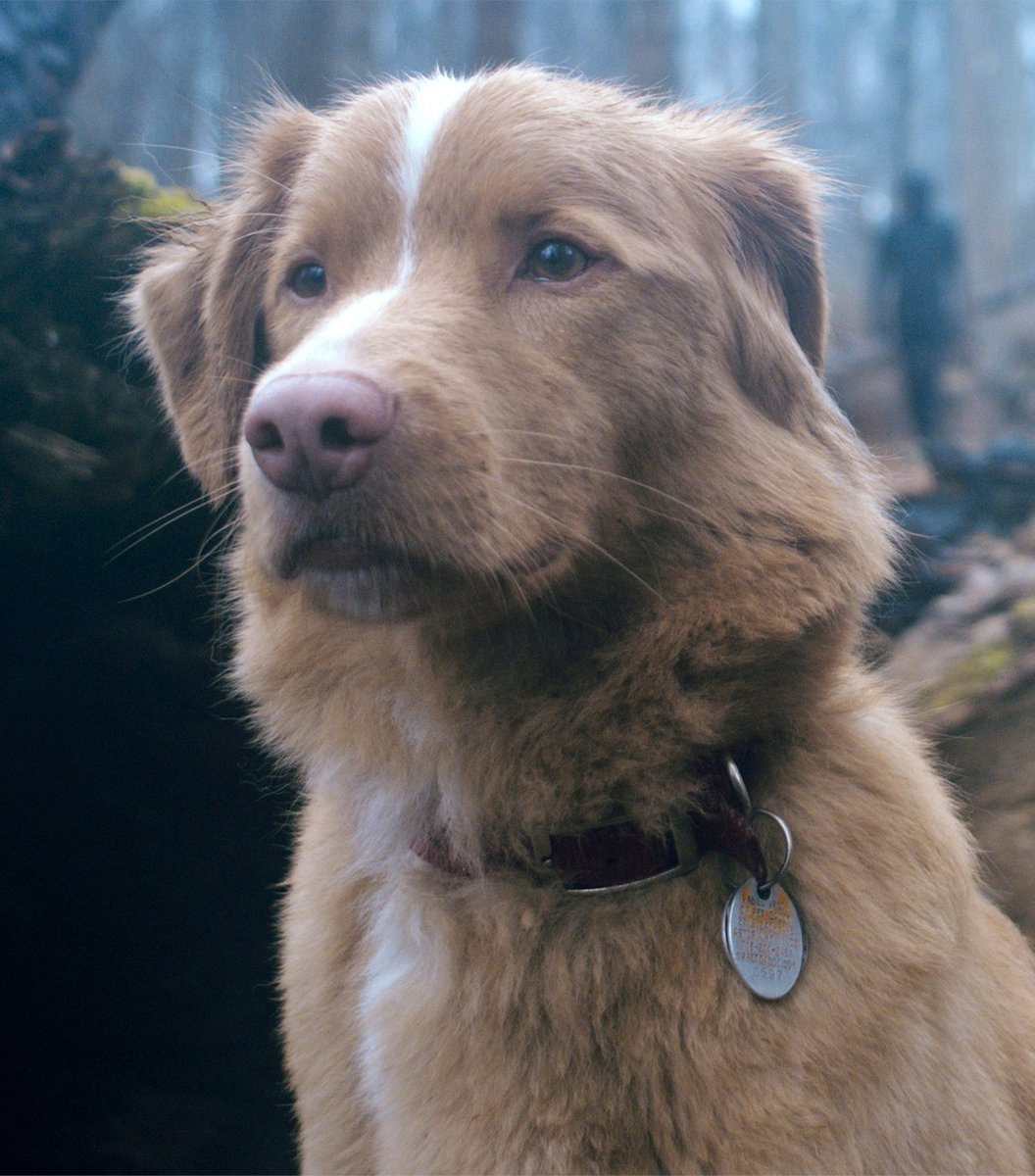 Indy The Dog has been nominated for Best Performance in a Horror or Thriller at the 2025 Astra Film Awards