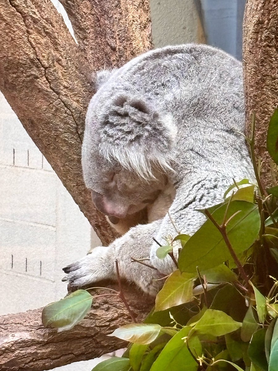 王子動物園 コアラ達の穏やかな日常🐨🍀 2025.11.16 #コアラ #すやすや