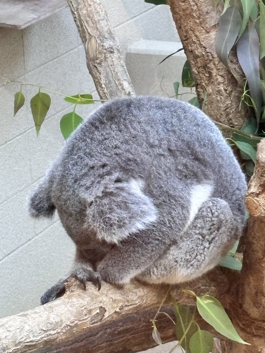 王子動物園 コアラ達の穏やかな日常🐨🍀 2025.11.16 #コアラ #すやすや