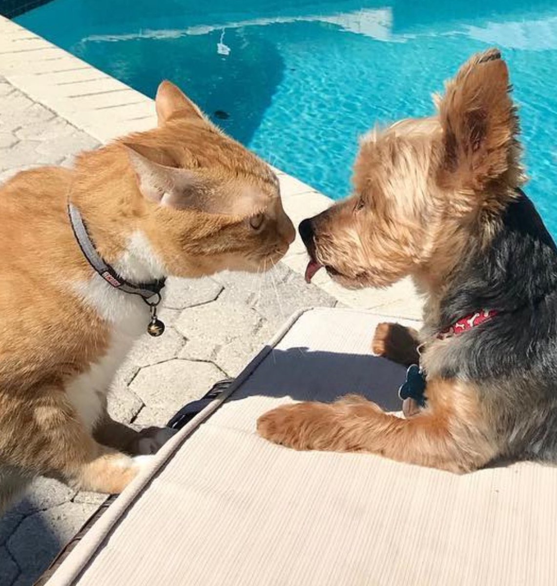 Last year we said goodbye to our little dog Toby after 16 years of being part of our family. Today, we say goodbye to Goku at 11 years old… They’ll meet again to continue their journey together. 
My dear friends, I’m going to miss you both so much… thank you for your love and