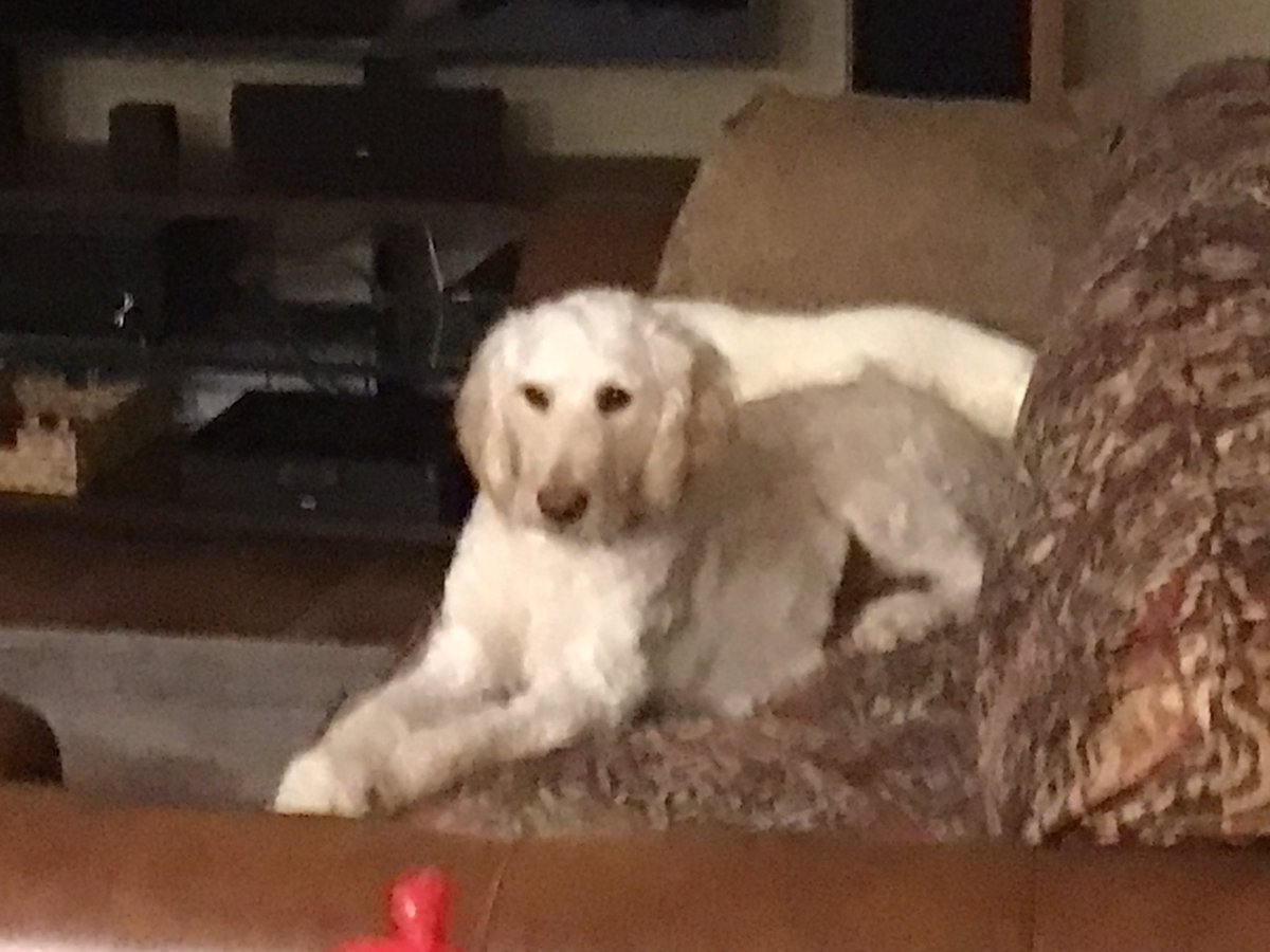 DogsMinnie's tweet photo. Hey it’s me Lenadoodle. I may need some education about this dog twitter deal. Yesterday I refused to show my tongue on Tuesday, and today I will look on Wednesday.  Hey, I’m a rebel.  Deal with it. https://t.co/5gu0OexW2s