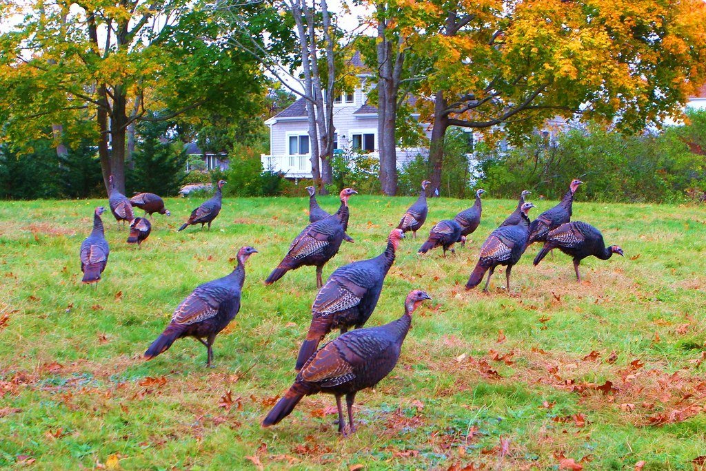 CapeHomepage's tweet image. Not sure that these guys should be roaming around #CapeCod  in the open given that tomorrow is Thanksgiving. 🦃 @ShiriSpear