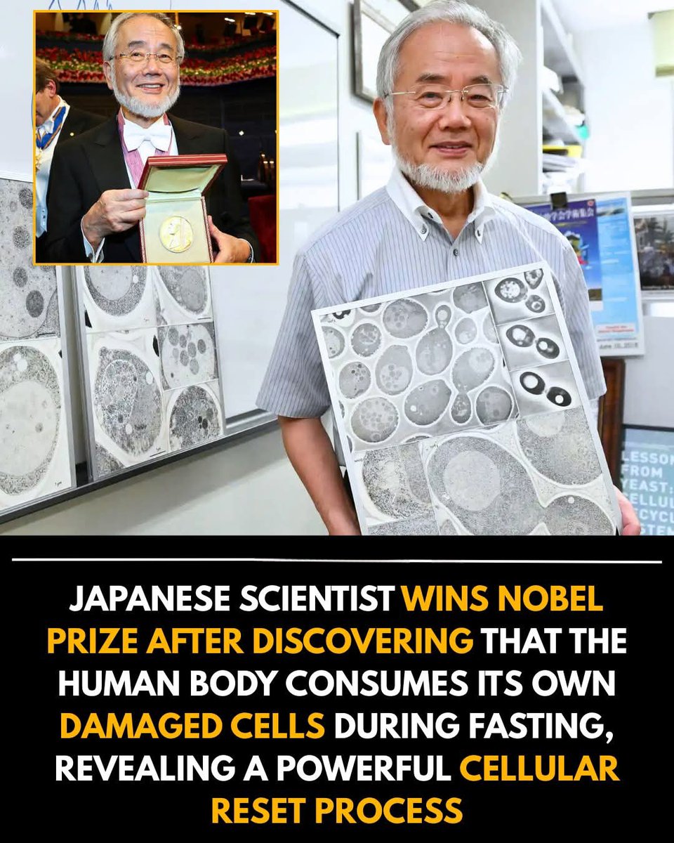 A Japanese scientist earned a Nobel Prize after discovering one of the body’s most powerful self-healing mechanisms: during periods of fasting, the human body begins to consume its own damaged cells, triggering a deep cellular reset known as autophagy. This natural process acts