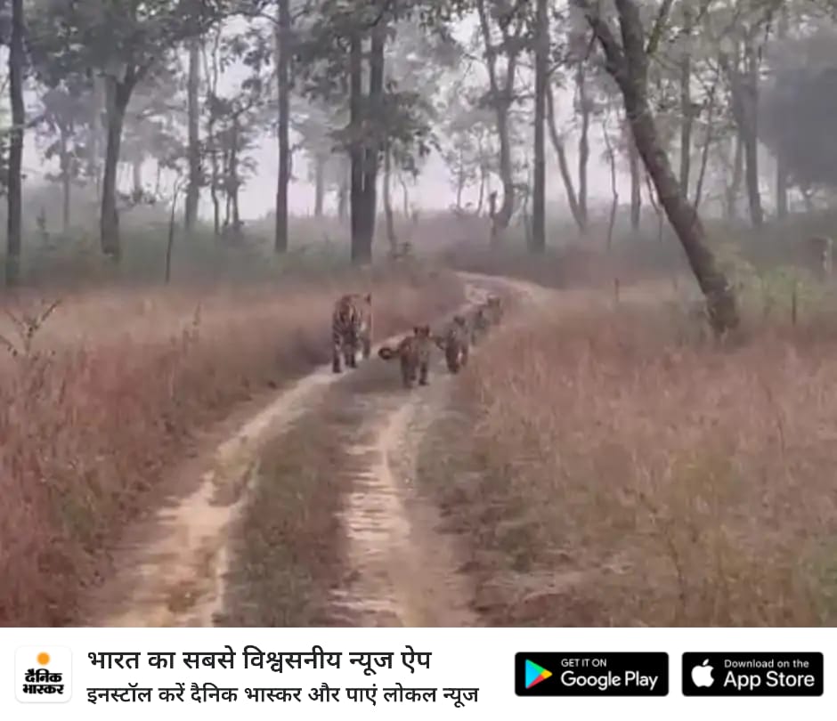 कान्हा टाइगर रिजर्व में अमाही बाघिन शावकों संग दिखी: #मंडला के सरही जोन में पर्यटकों ने कैमरे में कैद की तस्वीरें 
#KanhaTigerReserve <a href="/TrKanha/">Kanha Tiger Reserve</a> #Tiger <a href="/DainikBhaskar/">Dainik Bhaskar</a>
dainik.bhaskar.com/ou2rwfDaBYb