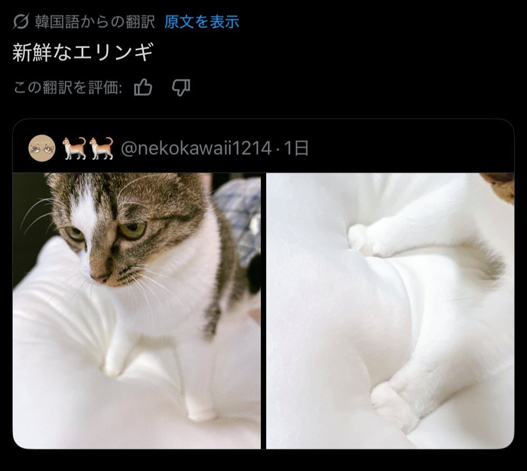 nekokawaii1214's tweet image. 😂