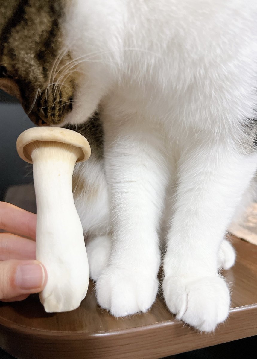 nekokawaii1214's tweet image. 😂