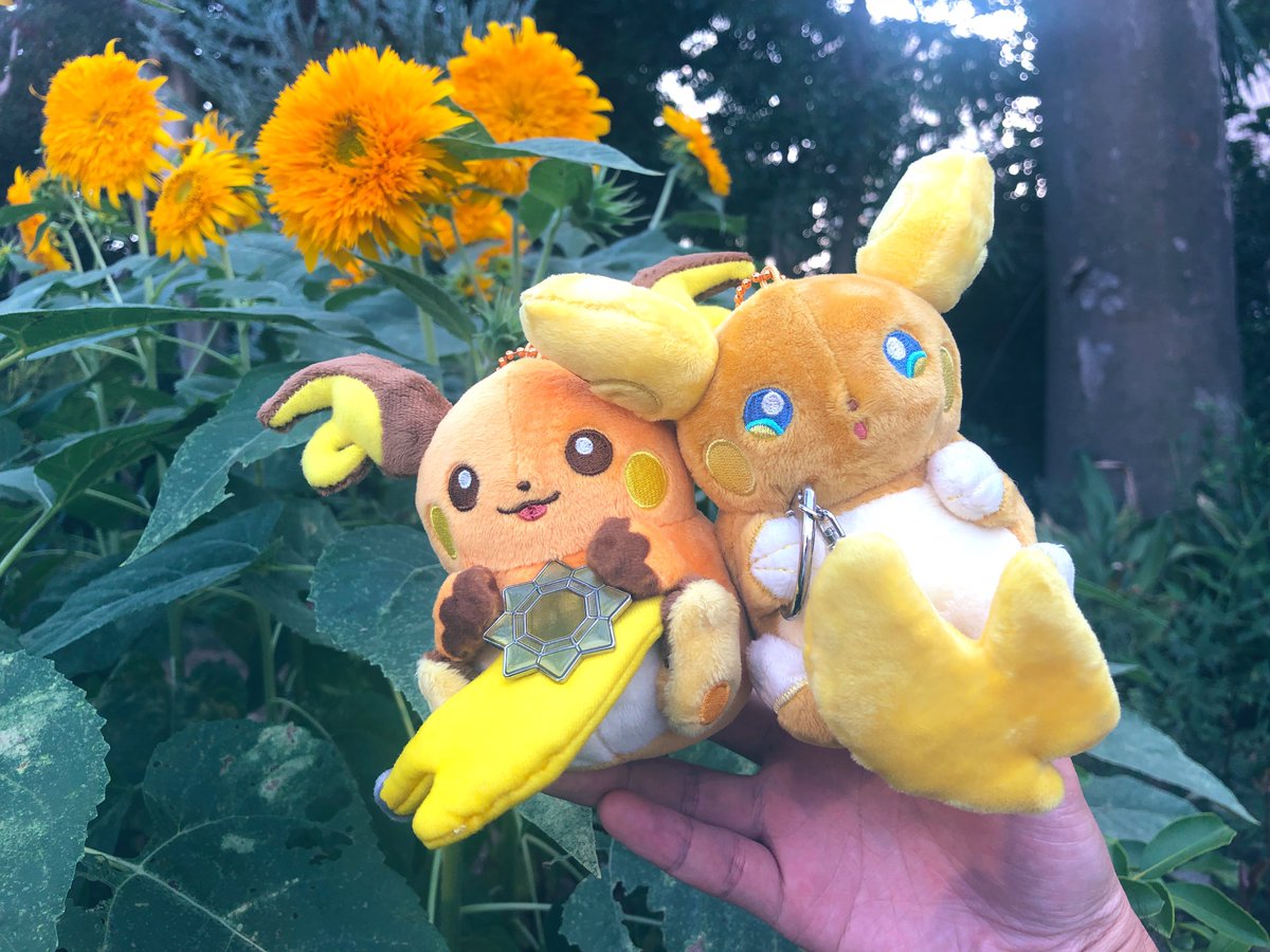 tachibana960501's tweet image. 11/26はいいライチュウの日ですって
せっかく教えて頂いたので、ライちゃんズの写真☺️⚡️

 #いいライチュウの日　#ライチュウ