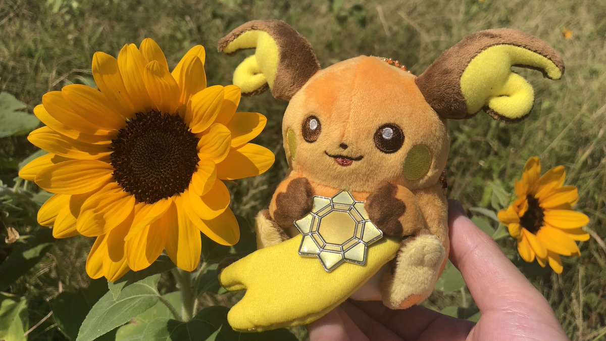 tachibana960501's tweet image. 11/26はいいライチュウの日ですって
せっかく教えて頂いたので、ライちゃんズの写真☺️⚡️

 #いいライチュウの日　#ライチュウ