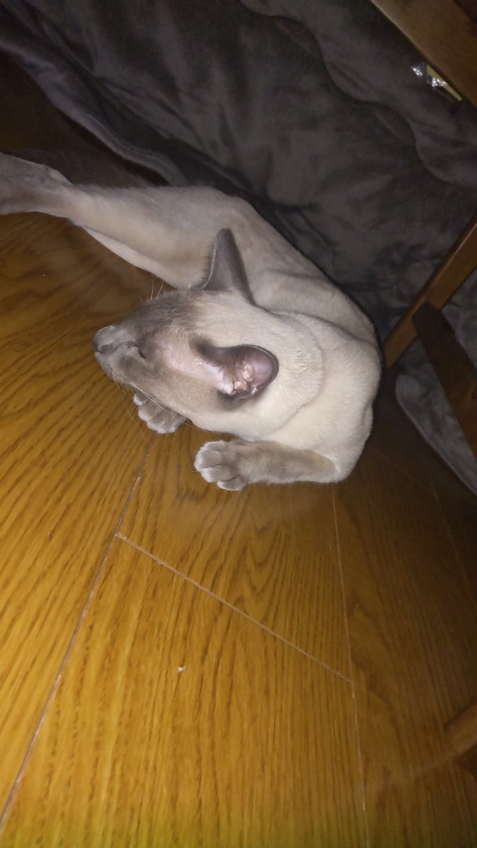 herincco's tweet image. 寒い日は
コタツほかほか
🐈️寝る💤

#こたつねこ