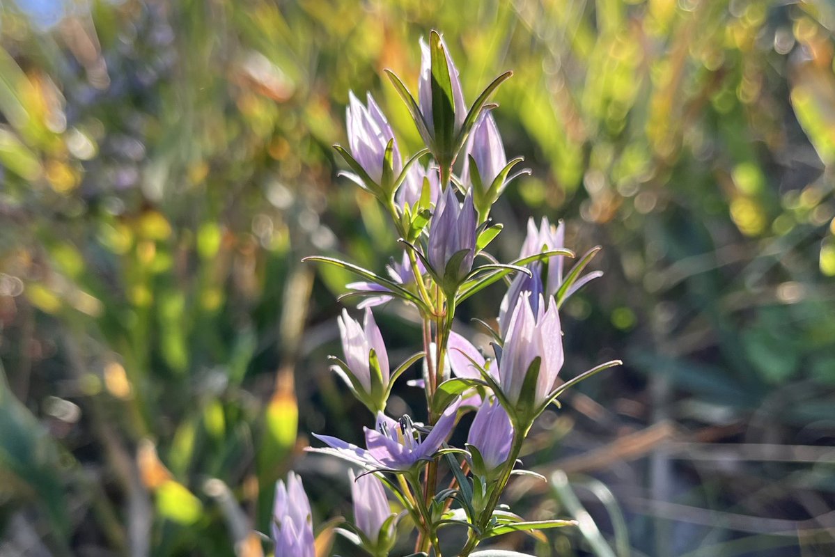 先日と違う場所に見に行ったんだけど、思ったほど咲いてなかった
時期のせいか、気候のせいか…

 #ムラサキセンブリ