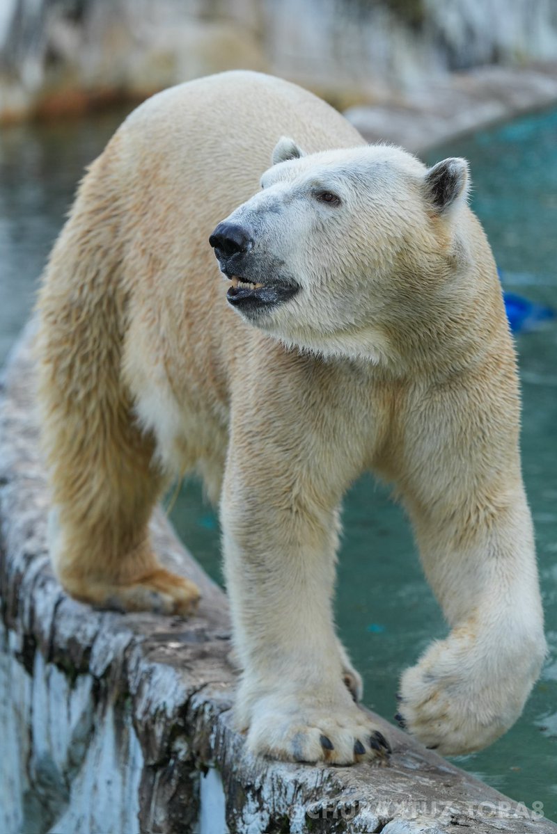 CHURAXTU7_TORA8's tweet image. フブキくん🐻‍❄️
#東山動植物園　#ホッキョクグマ
📷2025年11月