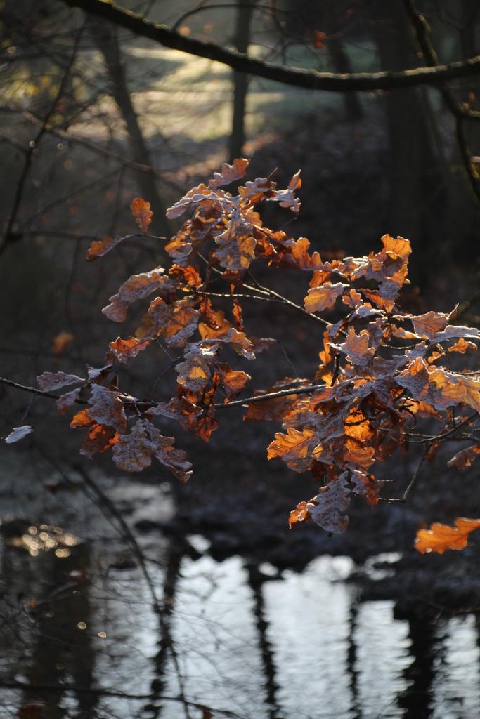 Ich wünsche Euch einen schönen Nachmittag 🙋‍♂️☕🎄