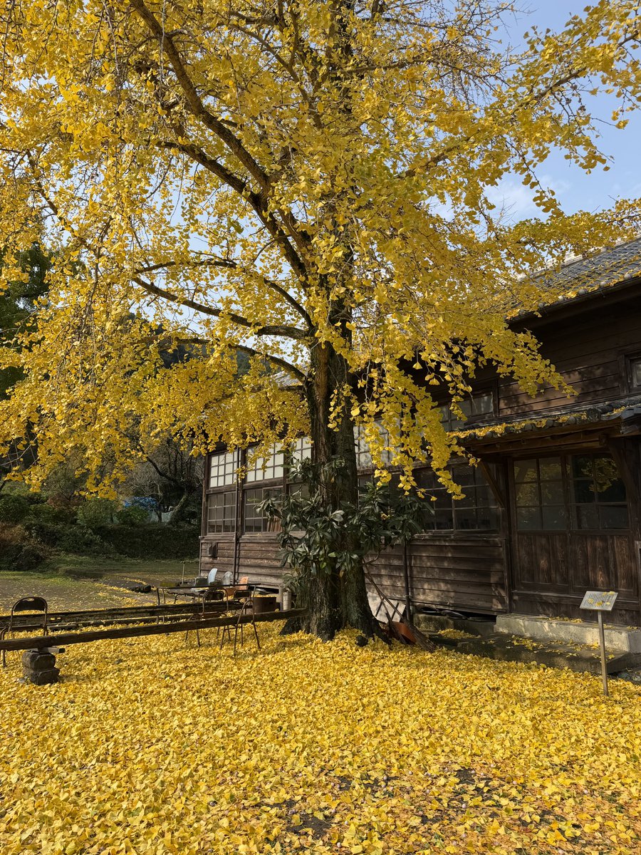 ureshinohoho_n's tweet image. #旧美野分教場

📸2025年11月25日

月曜、火曜と雨が降りました☔️
これからはイチョウの絨毯が楽しめます☺️

 #嬉野市  #うれしの
 #嬉野紅葉  #嬉野紅葉2025
 #佐賀県遺産