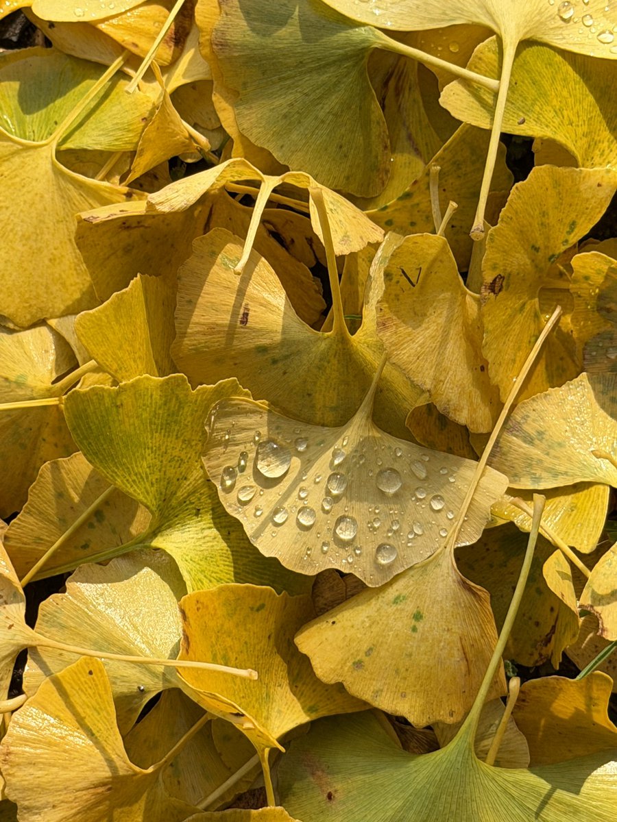 ureshinohoho_n's tweet image. #旧美野分教場

📸2025年11月25日

月曜、火曜と雨が降りました☔️
これからはイチョウの絨毯が楽しめます☺️

 #嬉野市  #うれしの
 #嬉野紅葉  #嬉野紅葉2025
 #佐賀県遺産