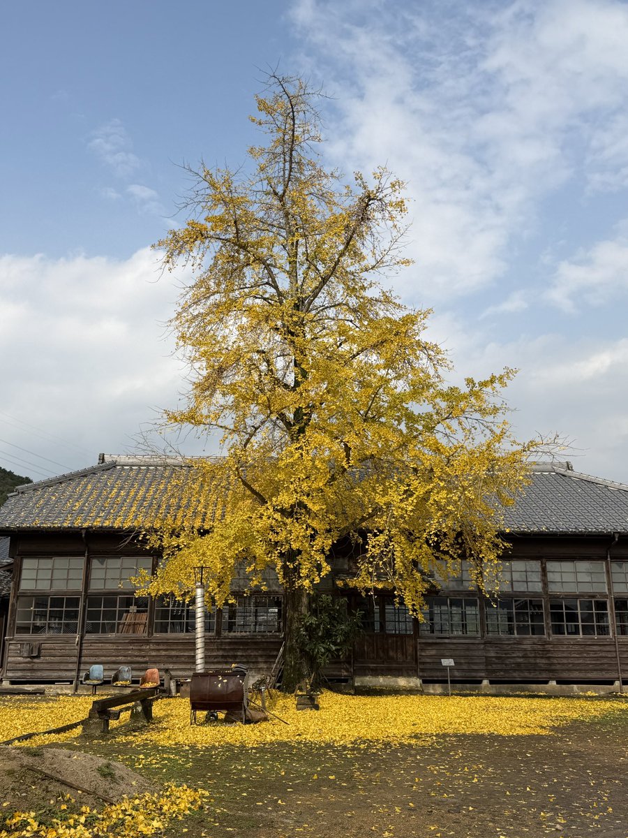 ureshinohoho_n's tweet image. #旧美野分教場

📸2025年11月25日

月曜、火曜と雨が降りました☔️
これからはイチョウの絨毯が楽しめます☺️

 #嬉野市  #うれしの
 #嬉野紅葉  #嬉野紅葉2025
 #佐賀県遺産