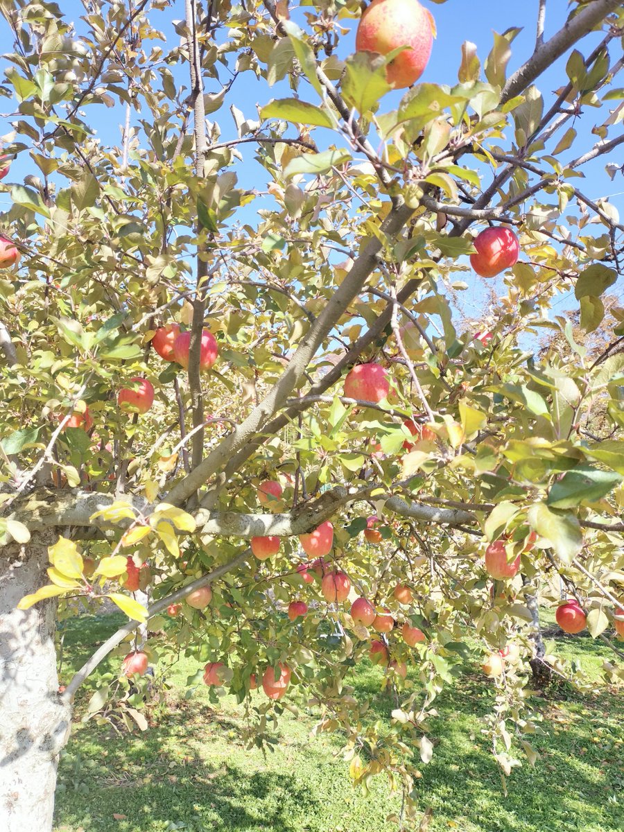 豊作なのでりんご採りきりイベントします！11/29-30（土日）。お得に完熟のふじりんごを採りにきてください♪

hourakuen-farm.com/2025/11/26/%e7…