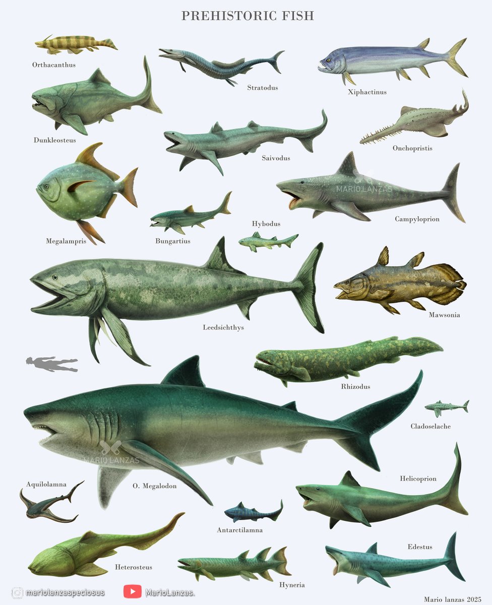 mariolanzas5's tweet image. PREHISTORIC FISH🐟from the video:  youtube.com/watch?v=JTxc0Z… (more in there)🐟This art is now also avalable for prints and more at Redbubble/people/mariolanzas 🐟of all clades and epochs #dunkleosteus #paleoart #fish #paleontology #megalodon #helicoprion #sizechart #naturalhistory