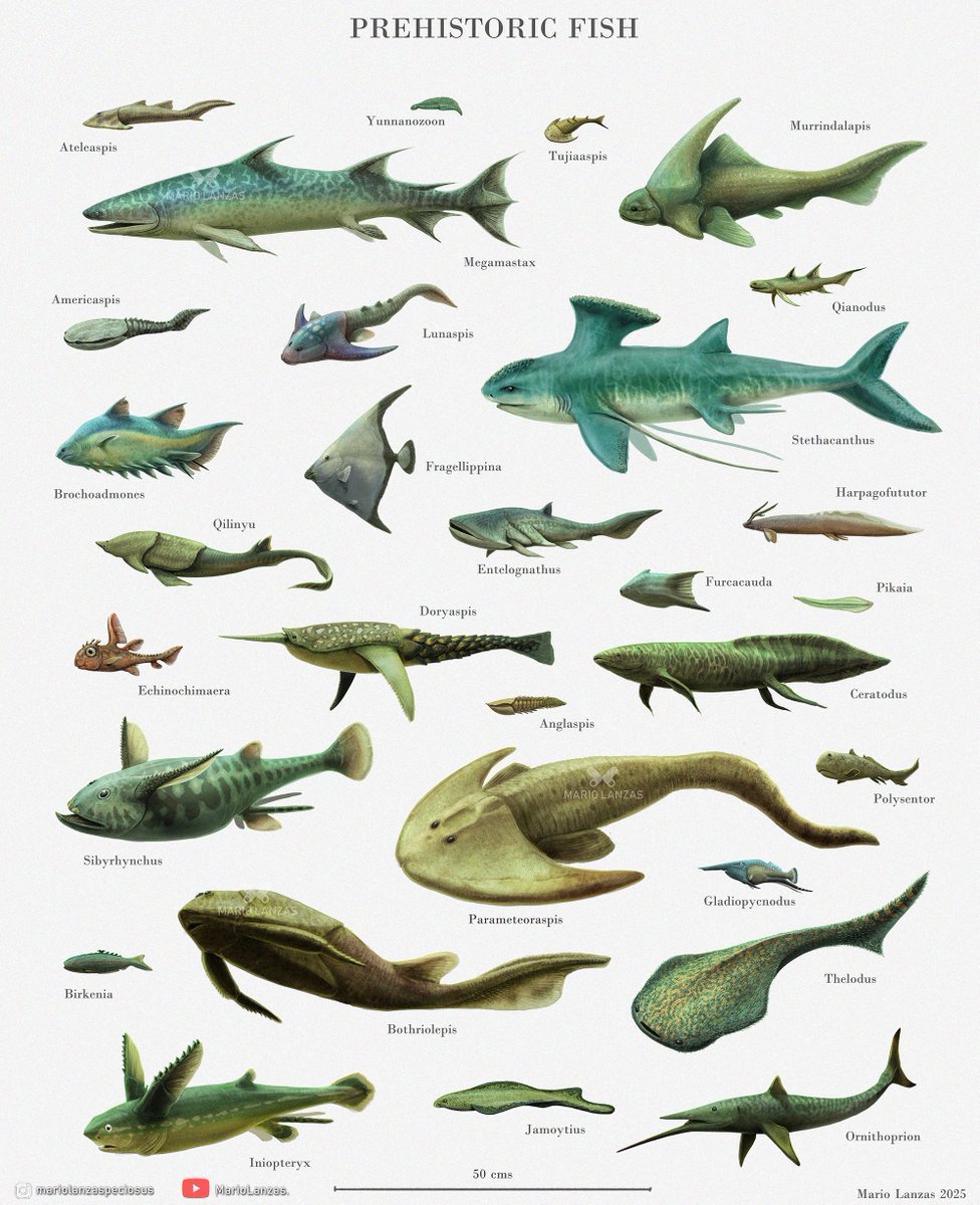 mariolanzas5's tweet image. PREHISTORIC FISH🐟from the video:  youtube.com/watch?v=JTxc0Z… (more in there)🐟This art is now also avalable for prints and more at Redbubble/people/mariolanzas 🐟of all clades and epochs #dunkleosteus #paleoart #fish #paleontology #megalodon #helicoprion #sizechart #naturalhistory