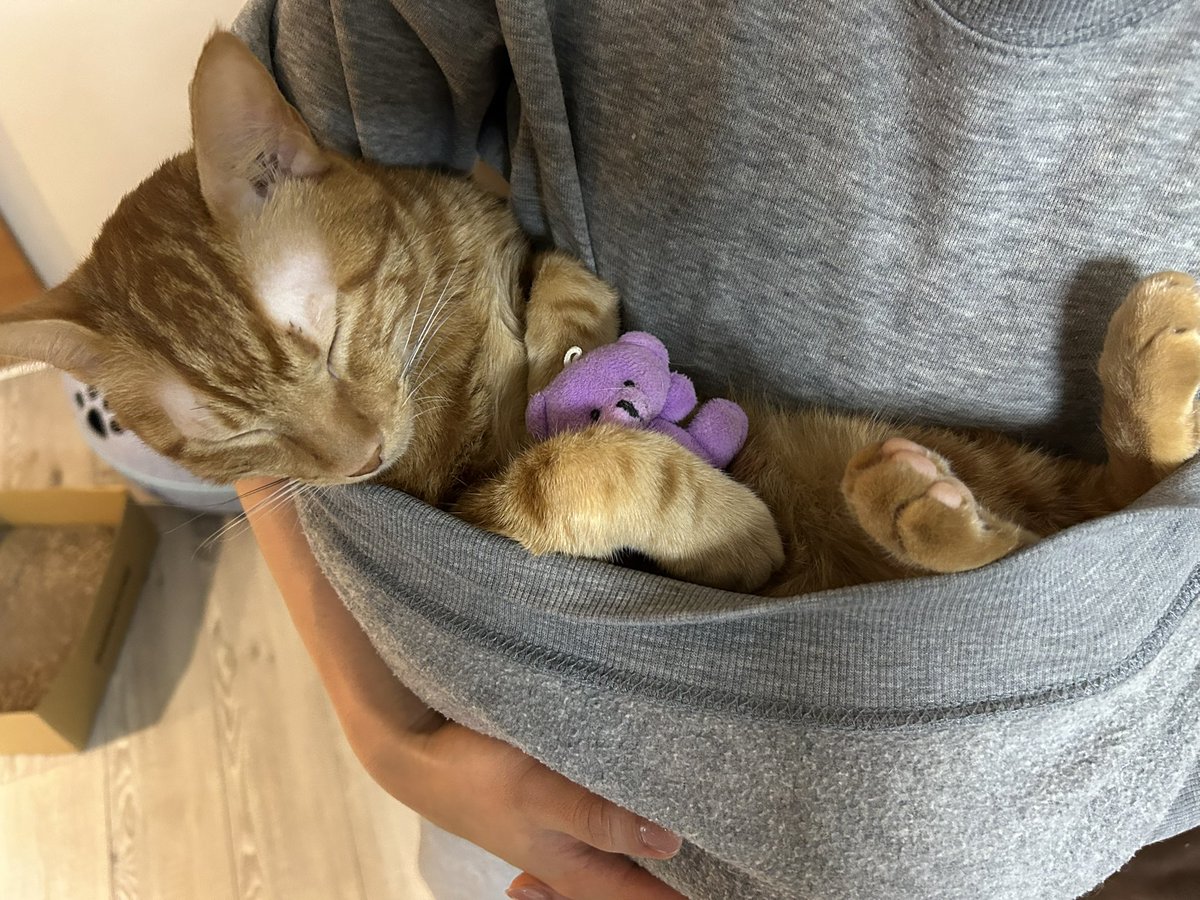 抱っこあたたかい...
＃猫