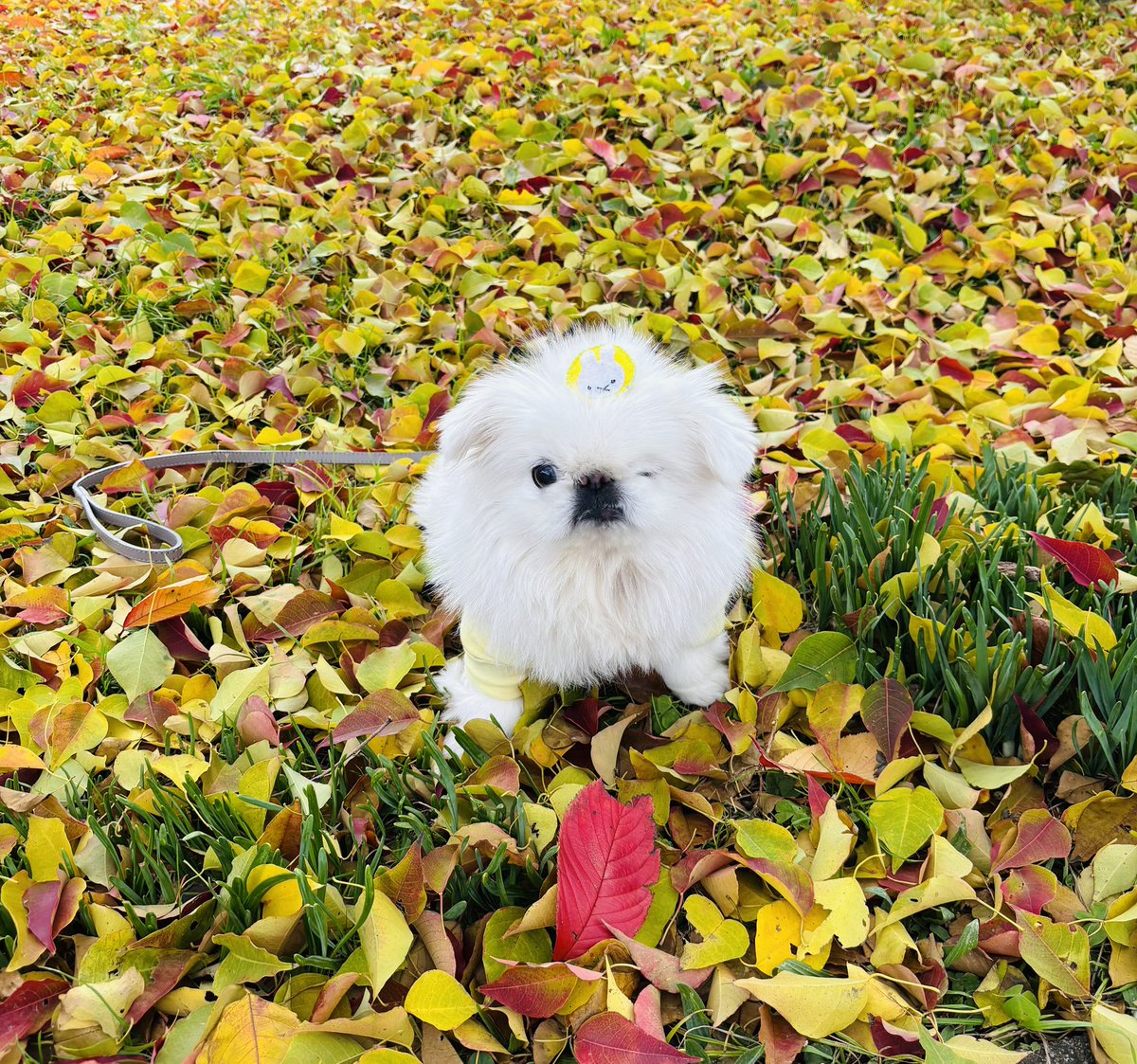 harupiko__'s tweet photo. 🍁落ち葉の絨毯🍁 https://t.co/8IyboKShTH