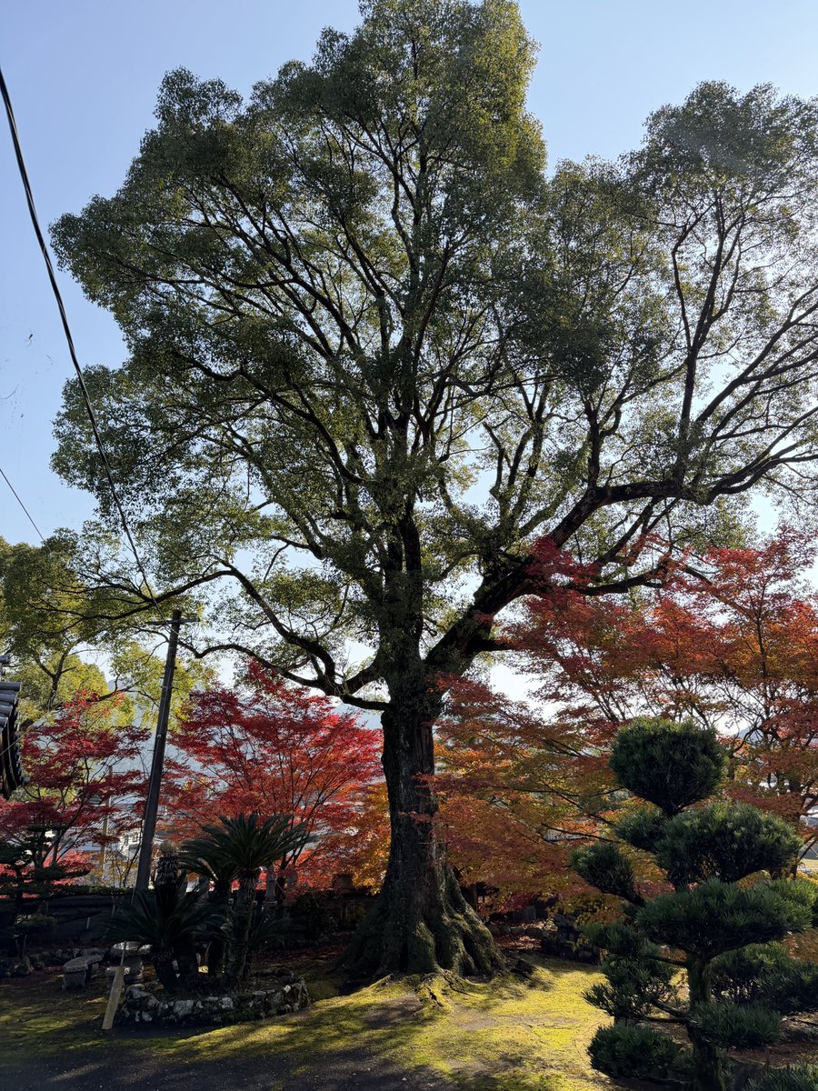 ureshinohoho_n's tweet image. #姑射山大定 

📸2025年11月26日

雨で一部散りましたが、まだ見ごろです☺️

 #うれしの  #嬉野市 
 #大定寺  #真言宗  #御朱印
 #嬉野紅葉  #嬉野紅葉2025