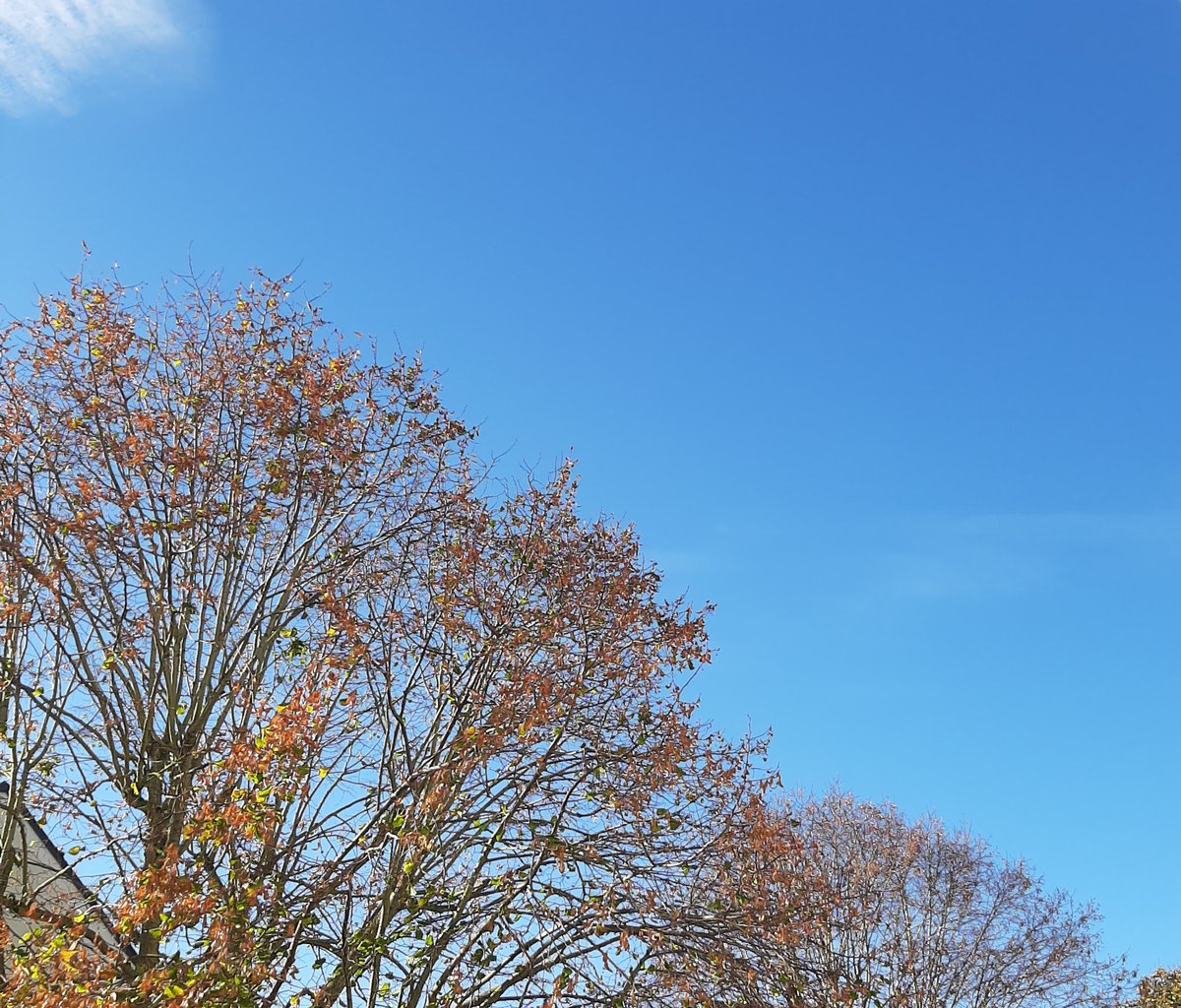 JosetteJ1's tweet image. A tous ceux qui sont dans la grisaille voilà pour vous un petit coin de ciel bleu et de soleil 11° #Normandie. 
#Ligue_des_optimistes 🔆
📷 chez moi à 13h20