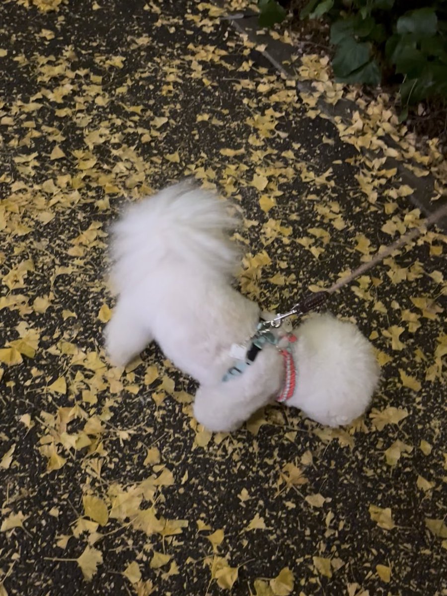 翡翠 (@dcyuycuv) on Twitter photo 